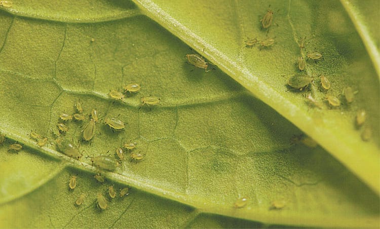 Integrated pest management checklist released