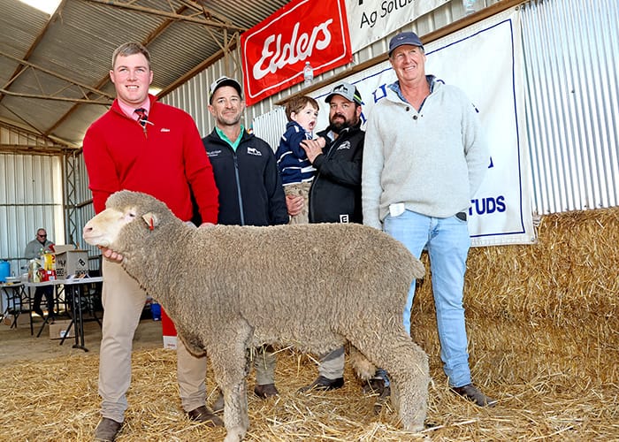 Rams bred for any climate