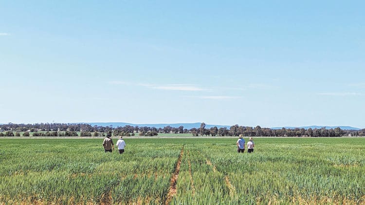 Adapting wheat varieties to better stand the heat