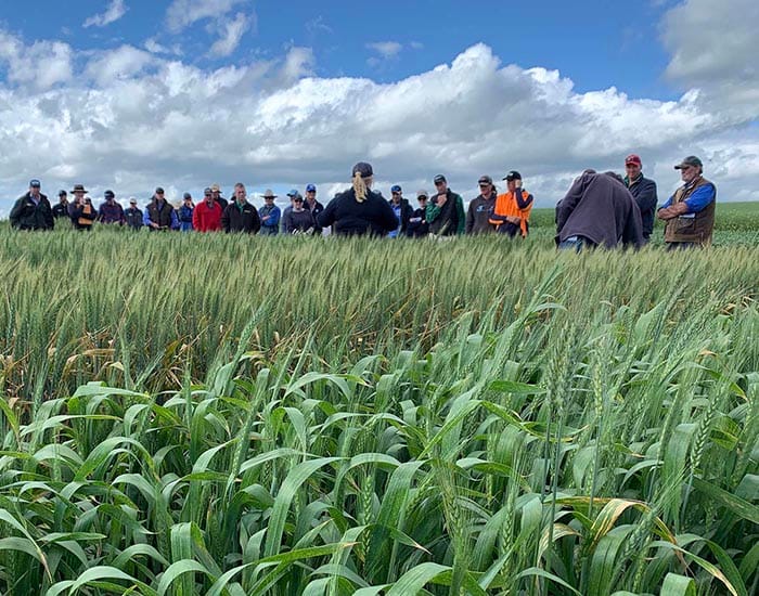 GRDC seeks proposals through Grain Adopt