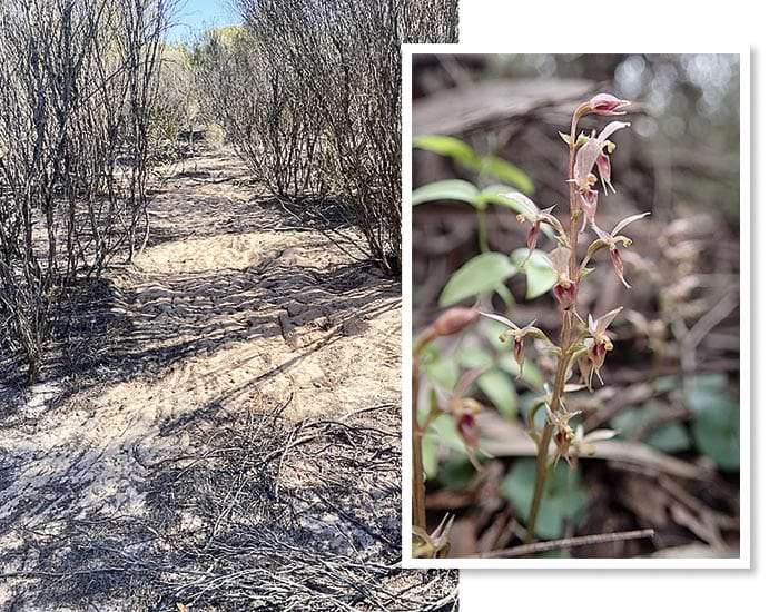 Drought taking a toll on native orchids