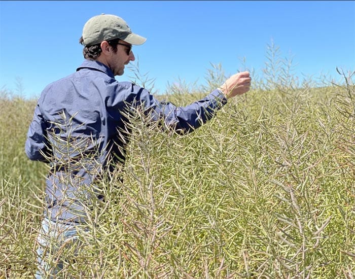 Kill weeds and stay below residue limits