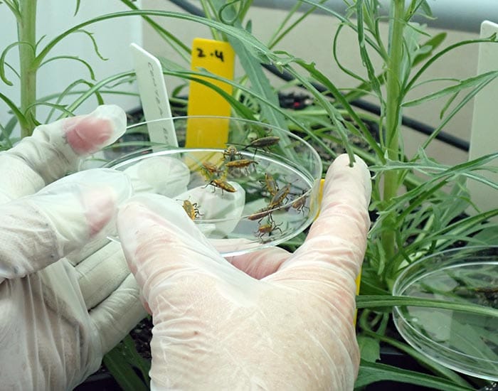 ‘Weevil Knievel’ to the rescue