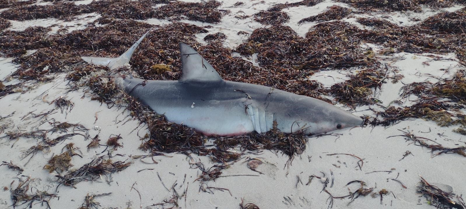 Shark death causes