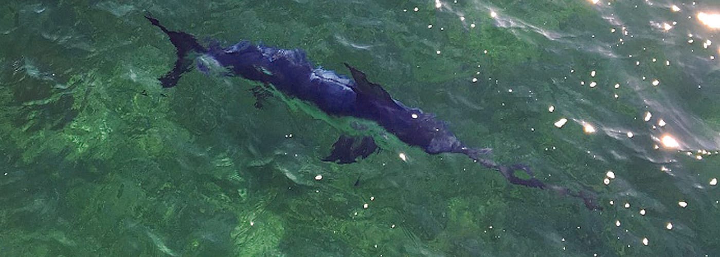 Marlin spotted at Moonta Bay