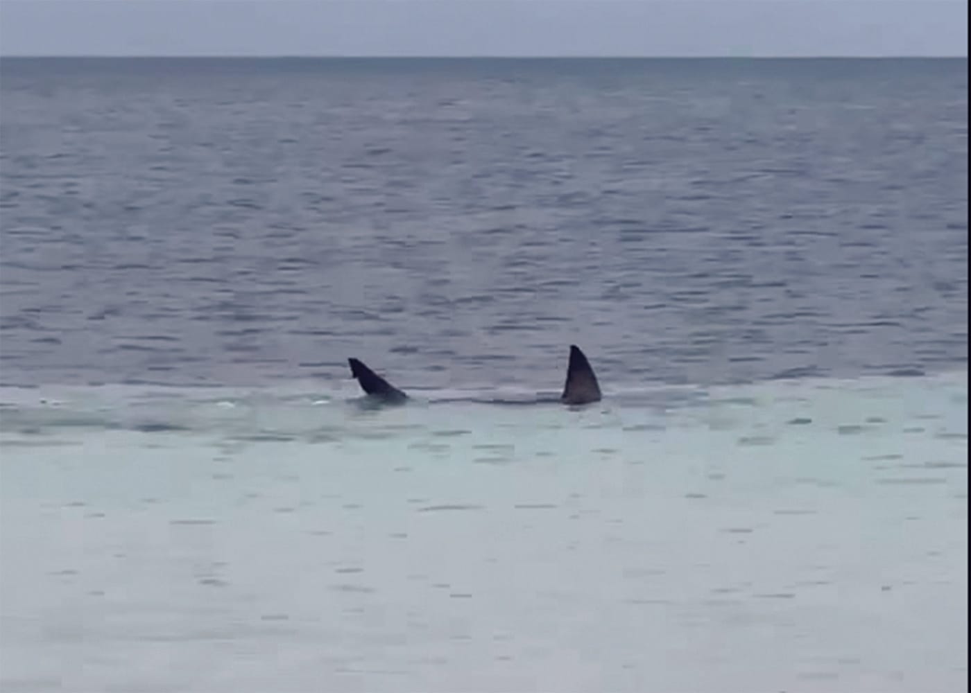 Shark spotted close to Port Hughes shore