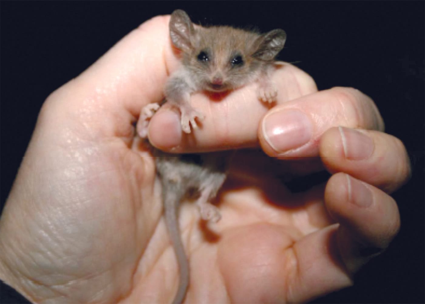 Tiny threatened possum may be hiding in Innes National Park