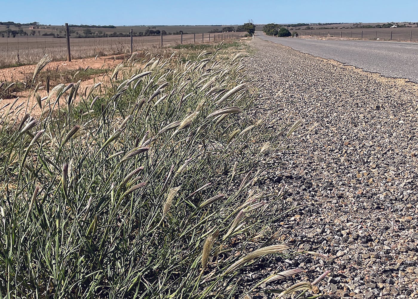 Roadside weeds spark region-wide conversations
