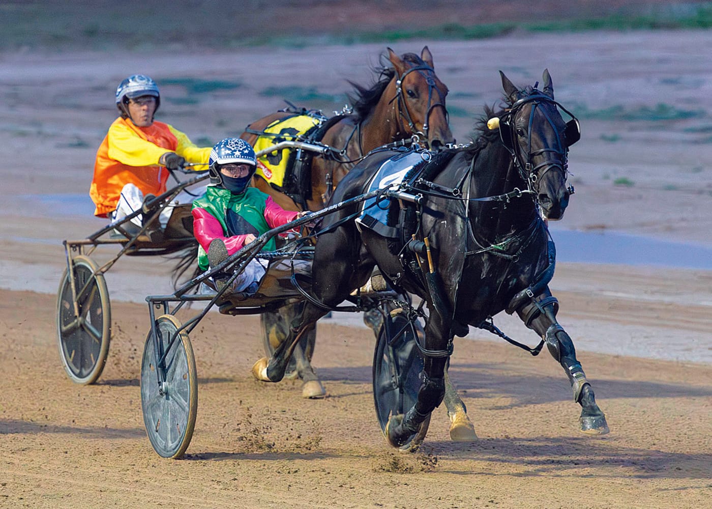 Strong placings for  YP harness racing connections