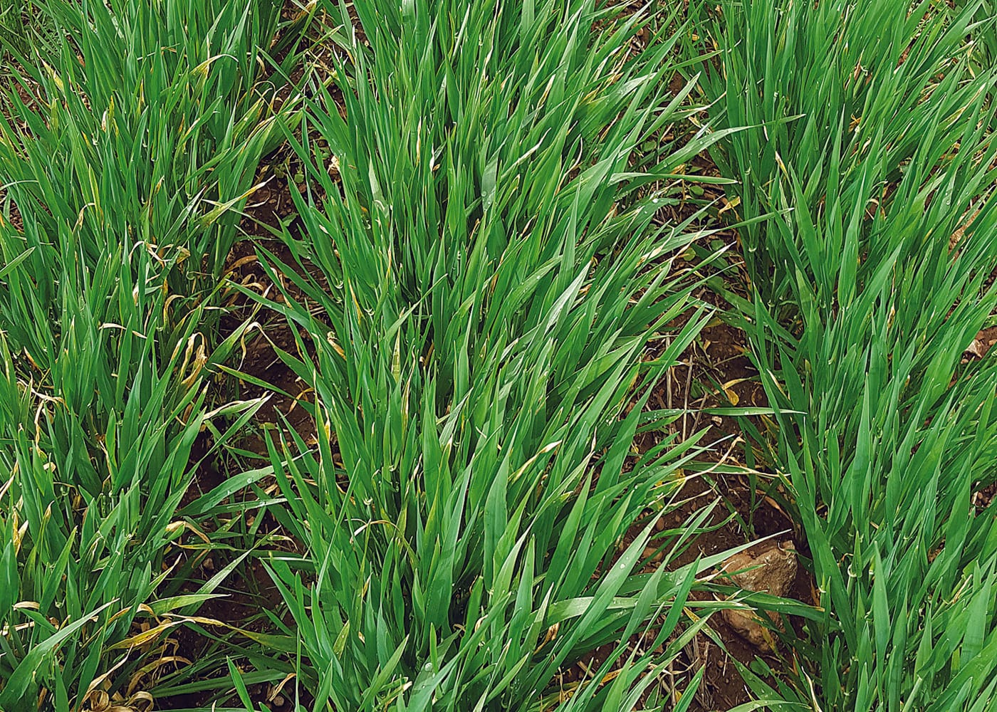 Nitrogen-fixing bacteria — now a real option