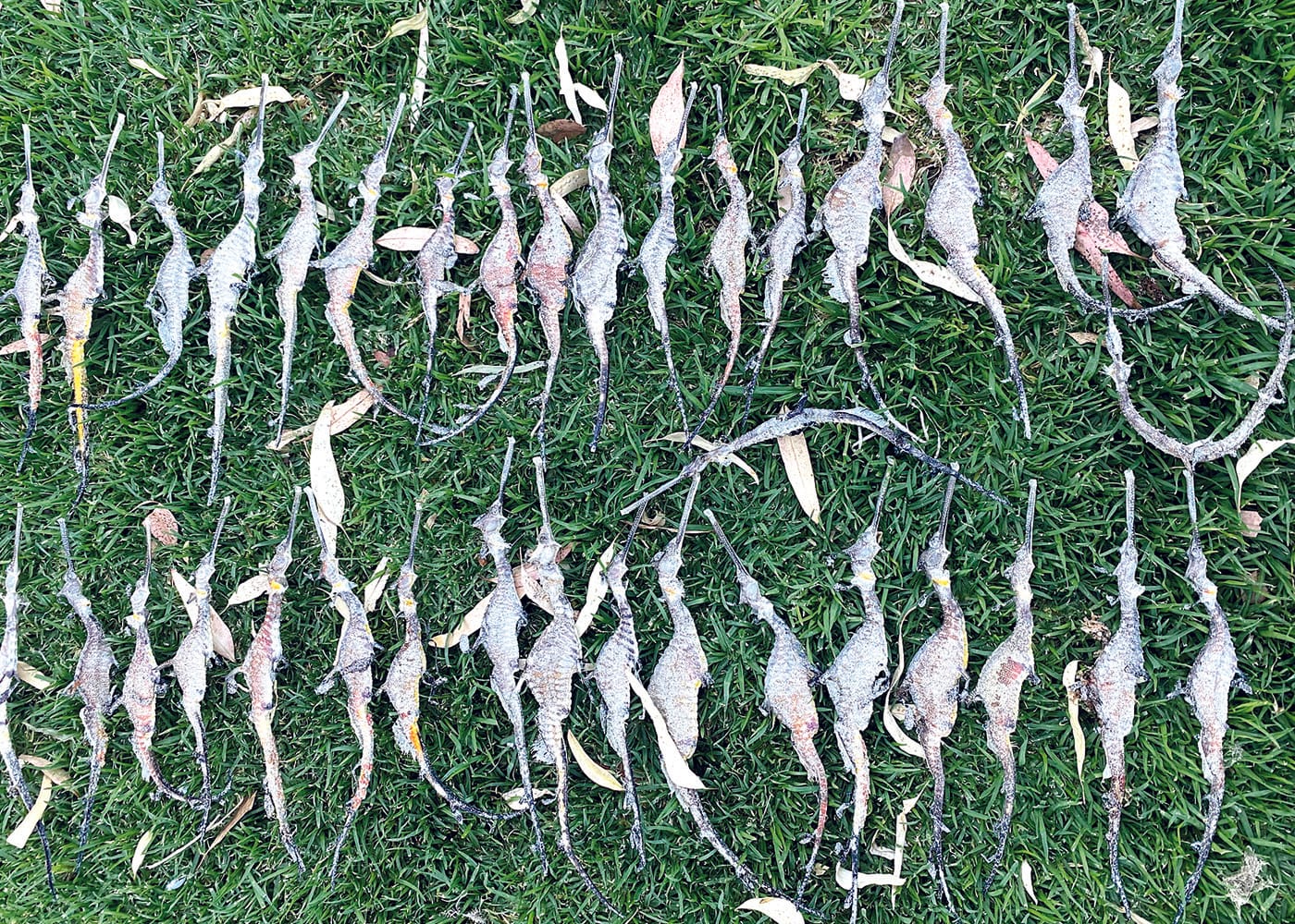 Liberals reveal ‘algae spin’