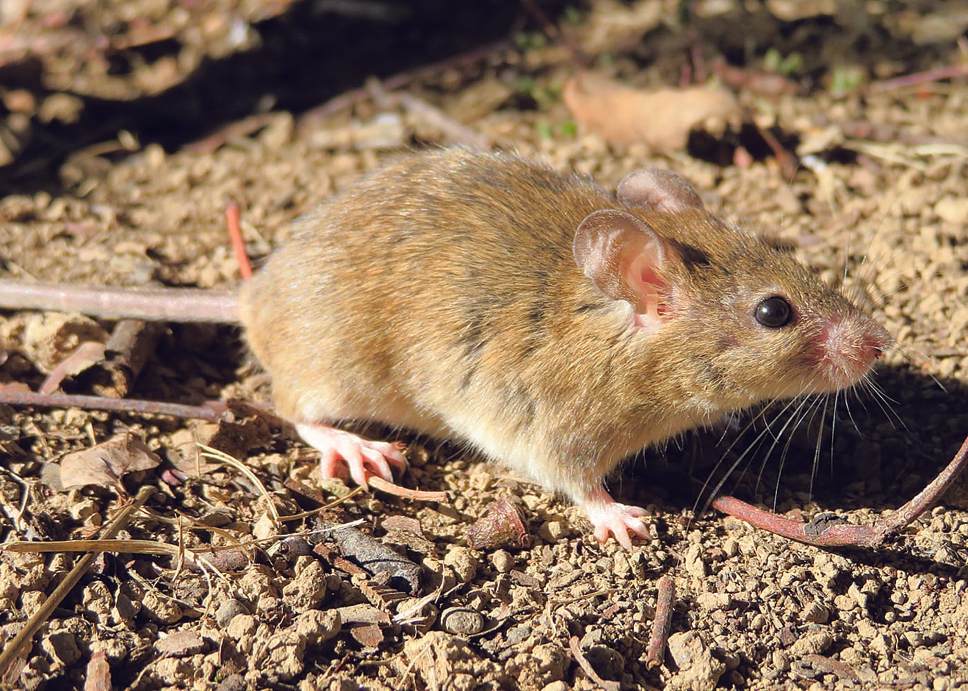 Fight for high-strength mouse bait continues