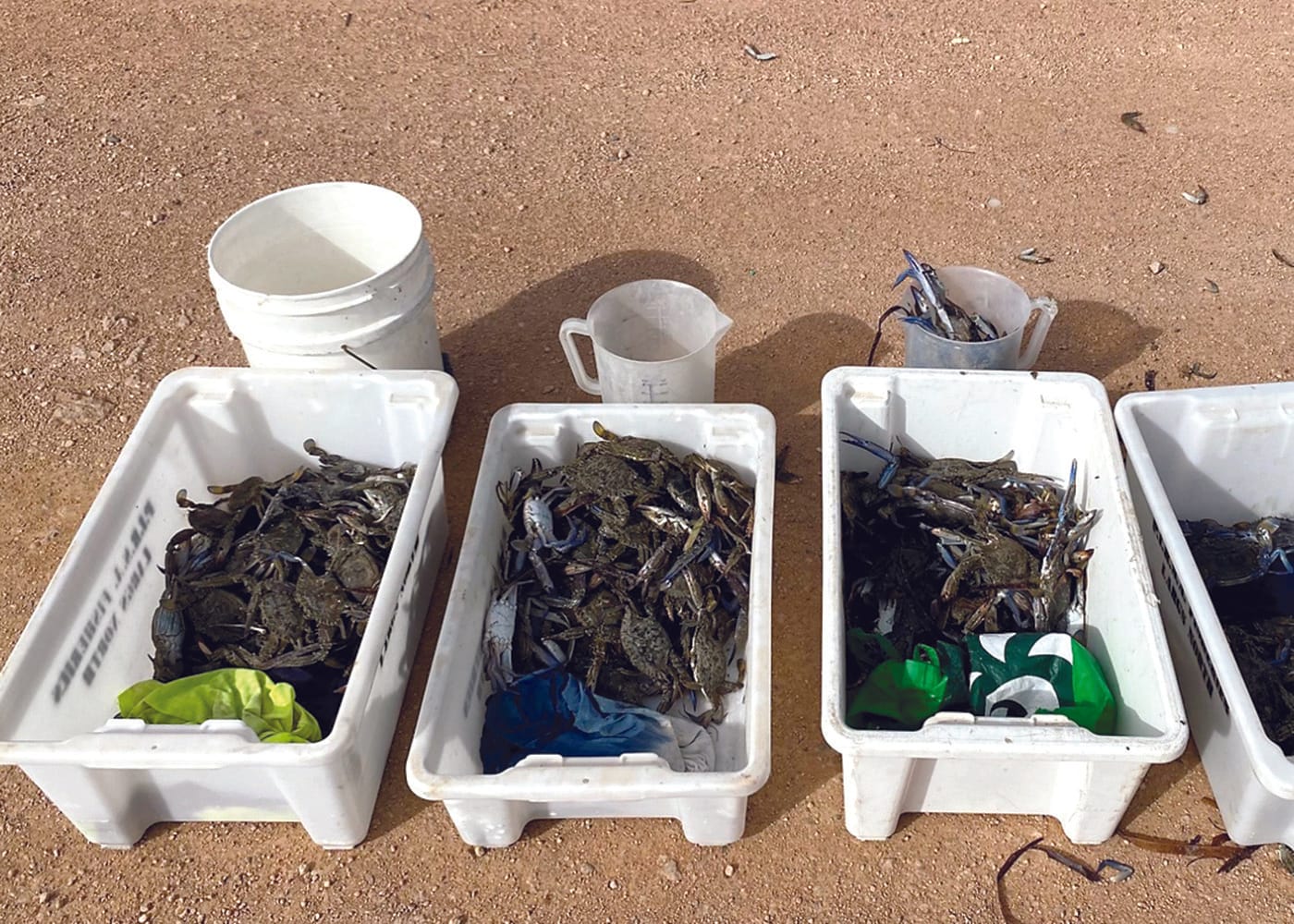 Crabbers face heavy fines