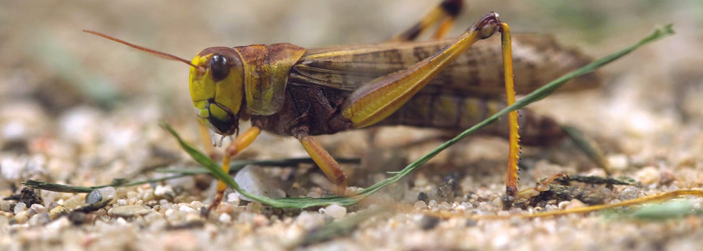 Locusts land  in SA
