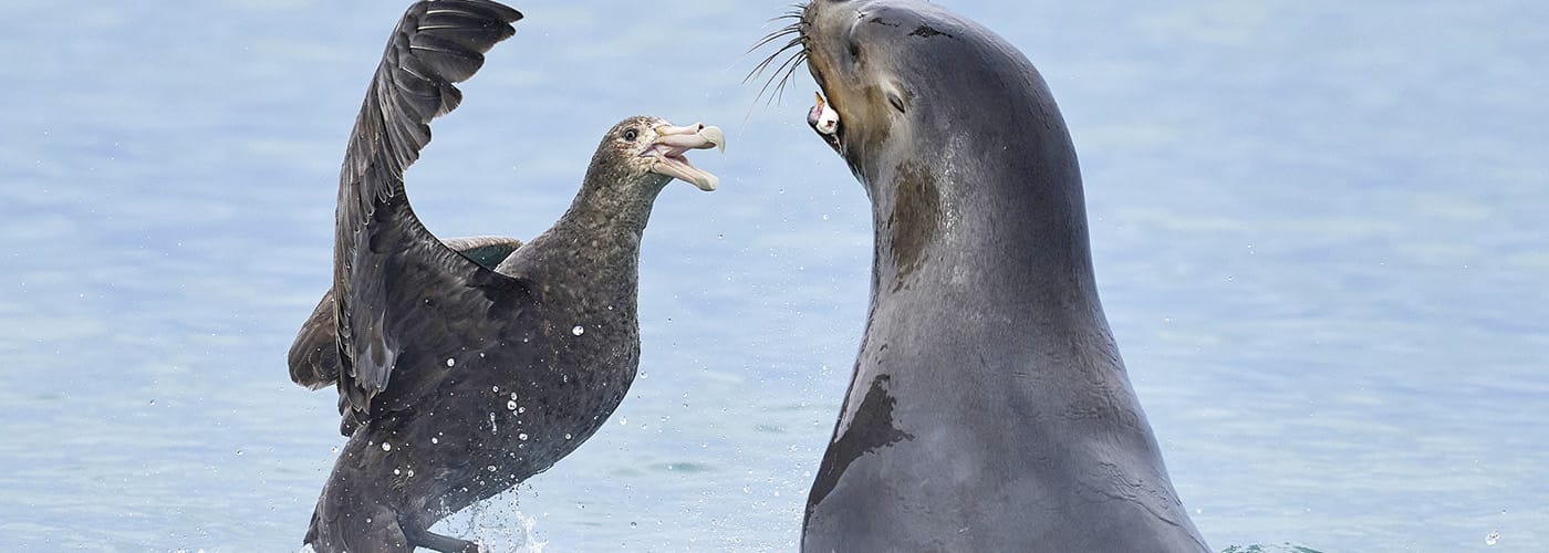 Why wildlife experts are watching Australia’s marine mammals