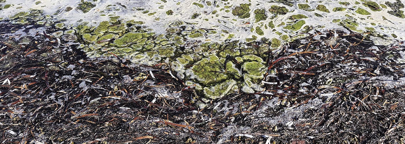 REEF REVIVAL - Sites proposed for major shellfish restoration projects