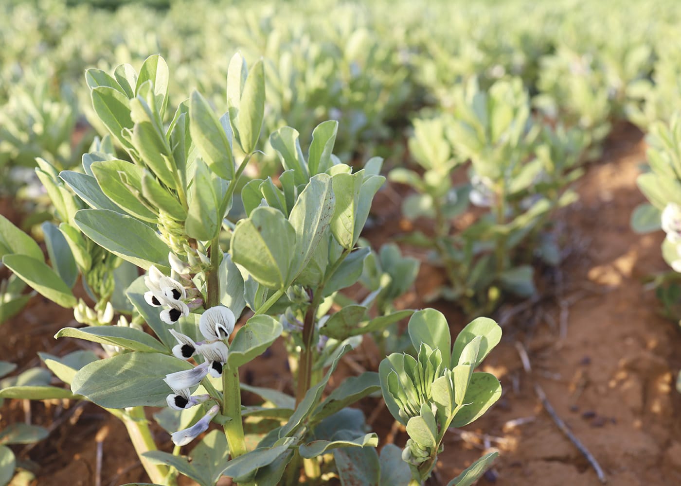 Renewed effort to supercharge faba beans