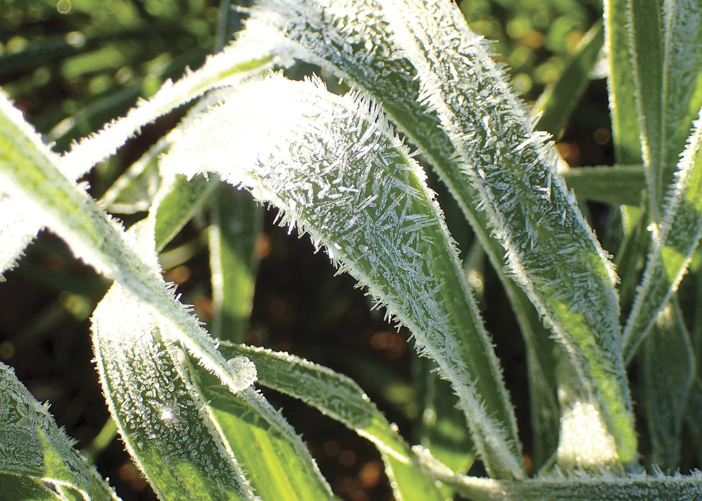 Frost a challenge for Australian wheat production