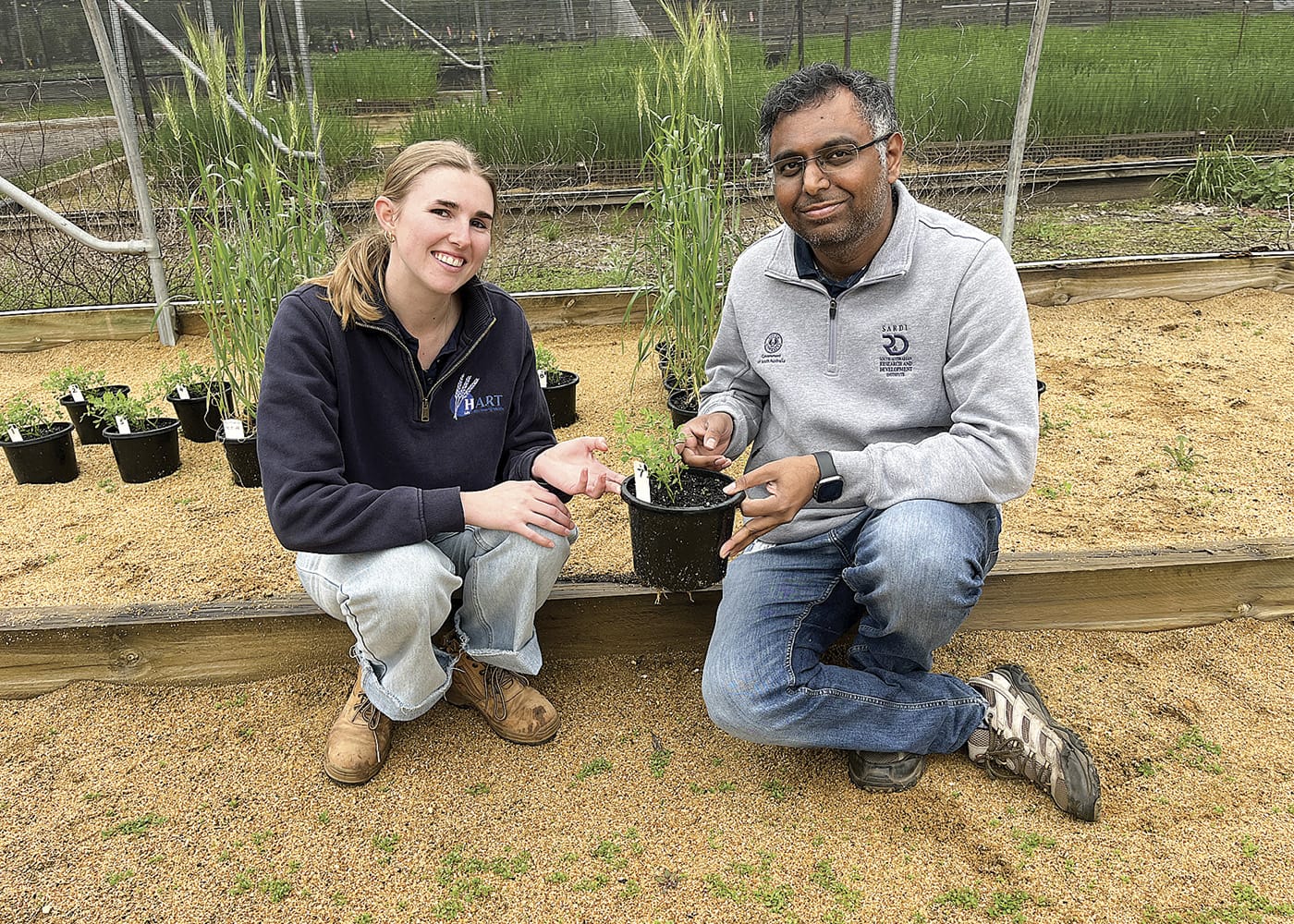 Good season brings disease challenges