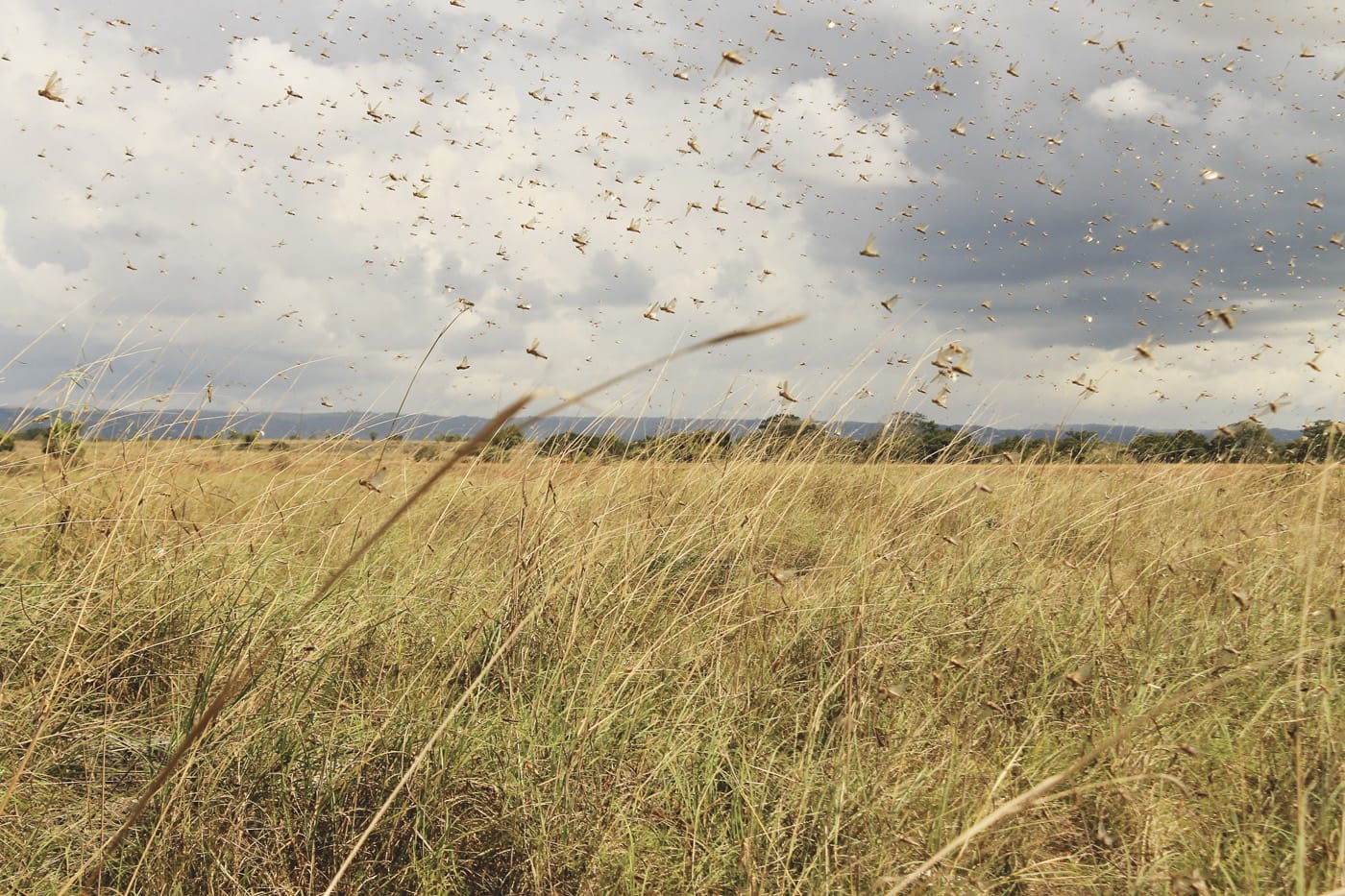 Farmers on high alert after mice, locust numbers rise