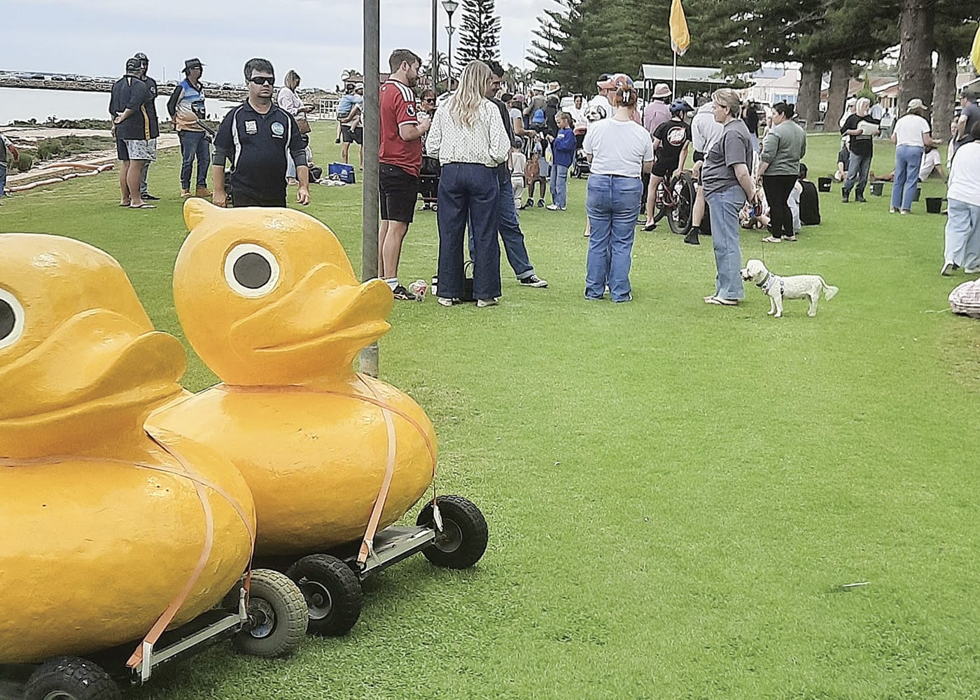 It’s a quack up — ducks race again at Broughton