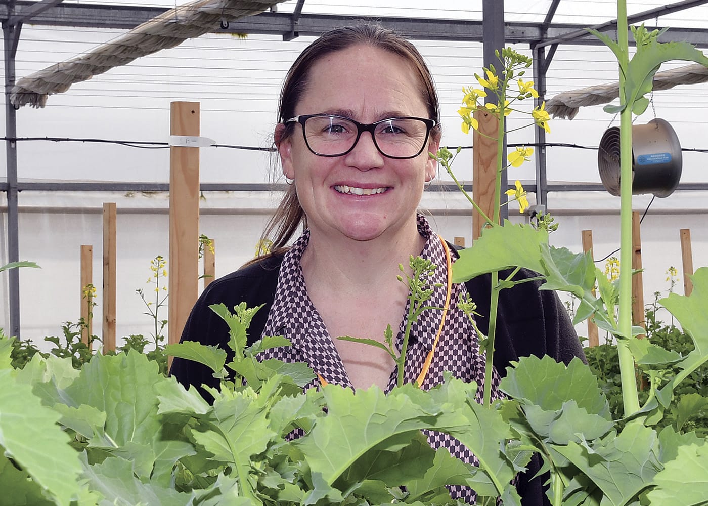 Record canola-on-canola plantings put sector at risk