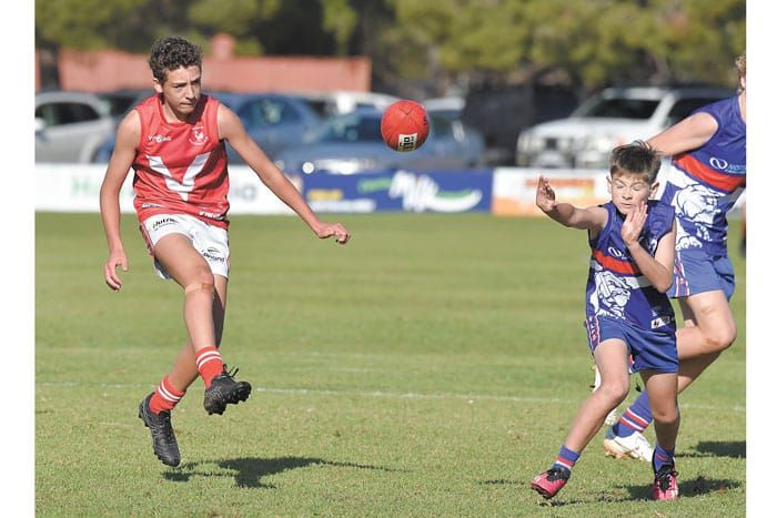 YPFL: Champion cocks crow post image
