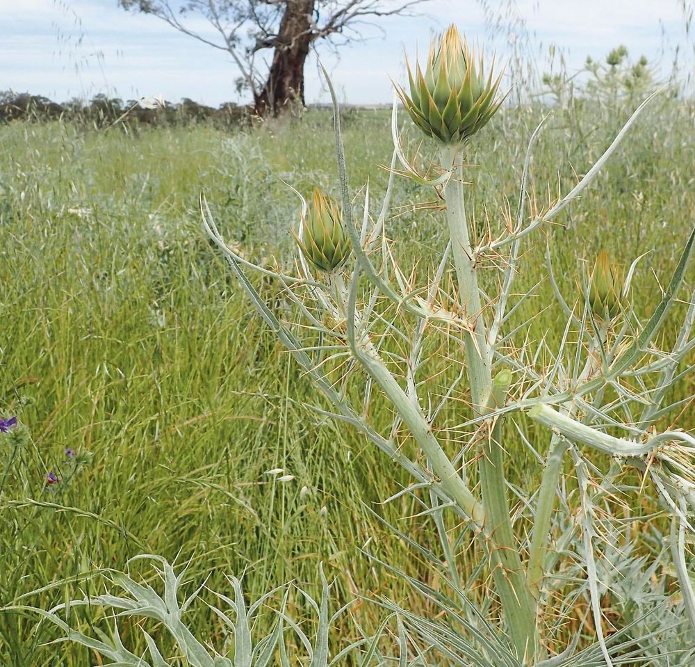 Stop the spread of invasive weed post image