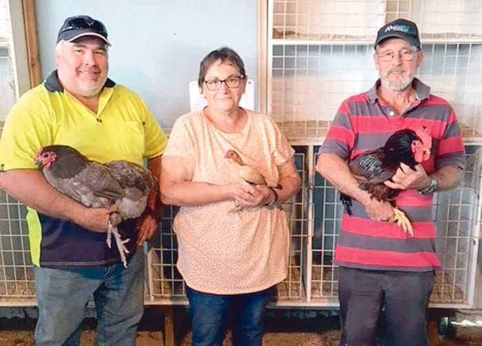 YP Poultry and Pigeon Club post image