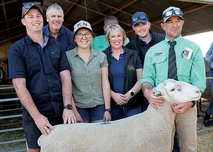 Eye-catching Jandebrey ram a standout post image