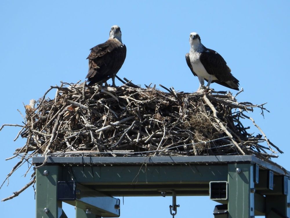 New life for local osprey post image