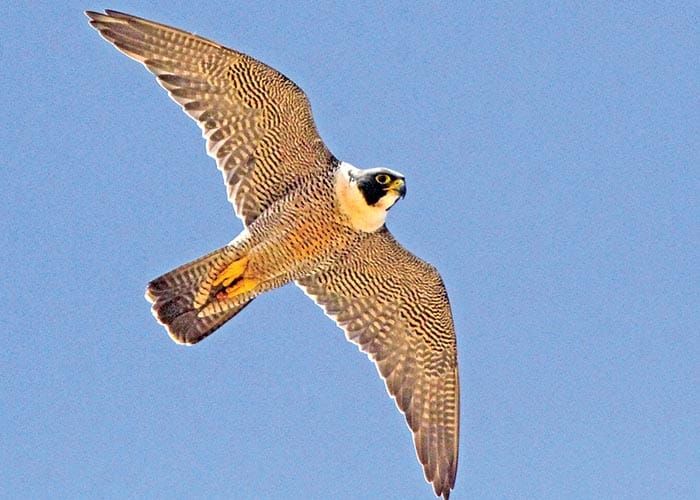 Prominent photographer swooping into Kadina post image