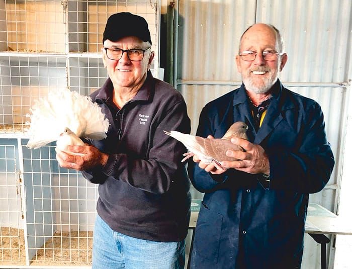 YP Poultry and Pigeon Club post image