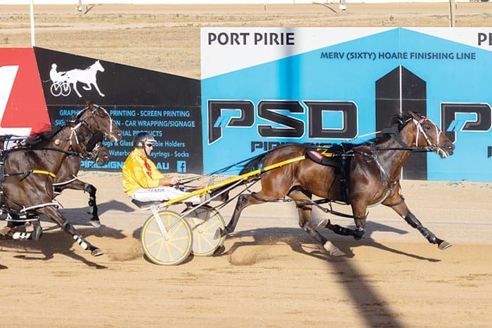 YP harness racing news post image