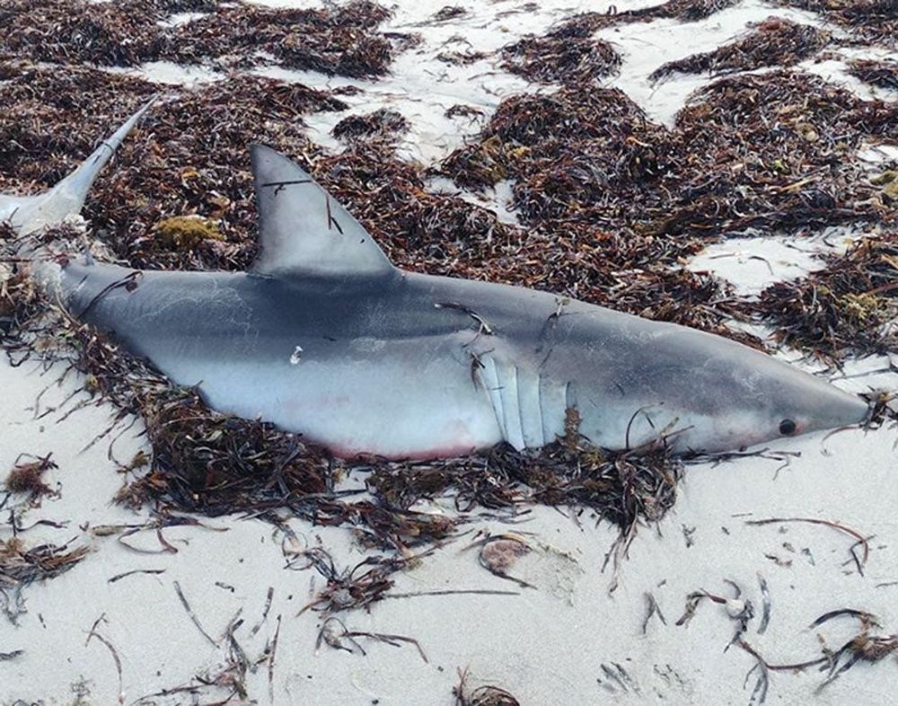 Sharks in the shallows post image