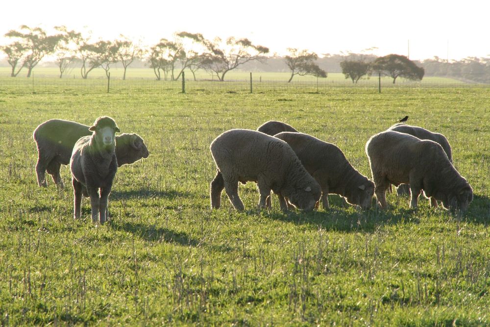 Welcome to ‘21 ram sales post image