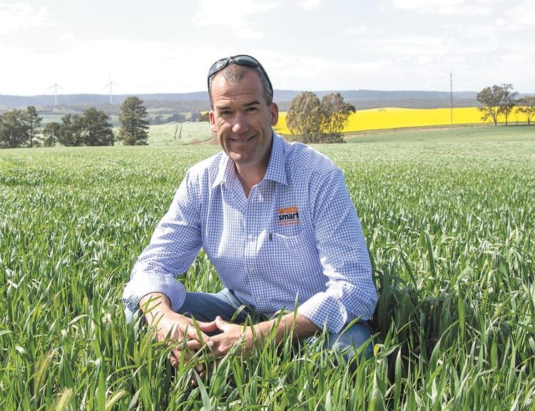 Feathertop grass causes concerns post image