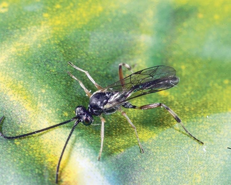 Preserving beneficial insects post image