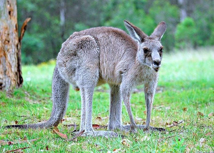 Animal crash surge prompts RAA warning post image