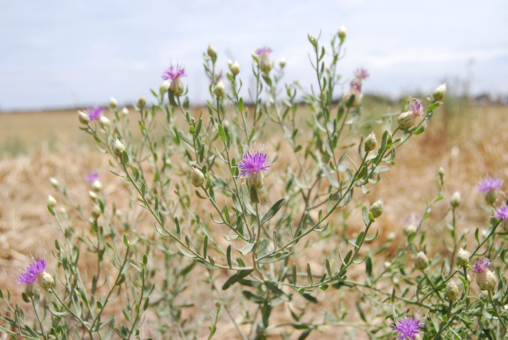 Weeds expected to arrive following rain post image