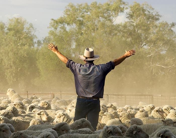 SA sheep producers are optimistic as confidence rebounds post image