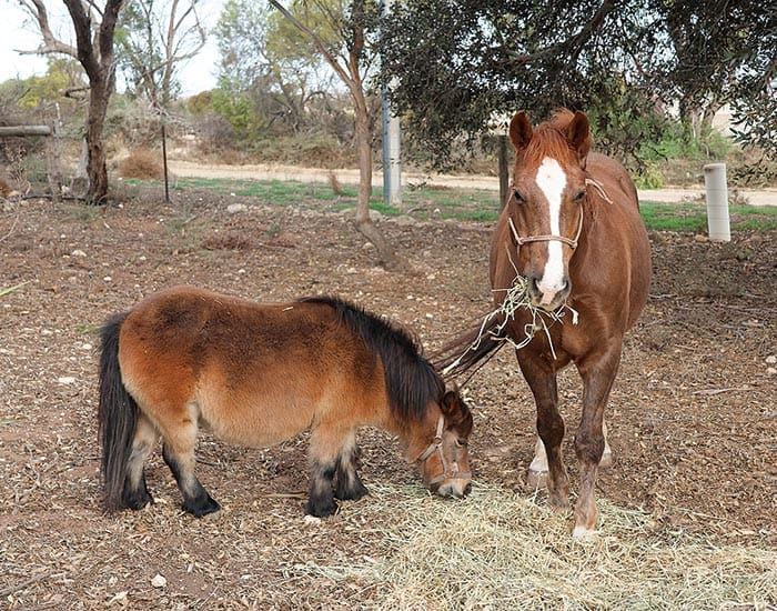 Equine connection gives emotional regulation post image