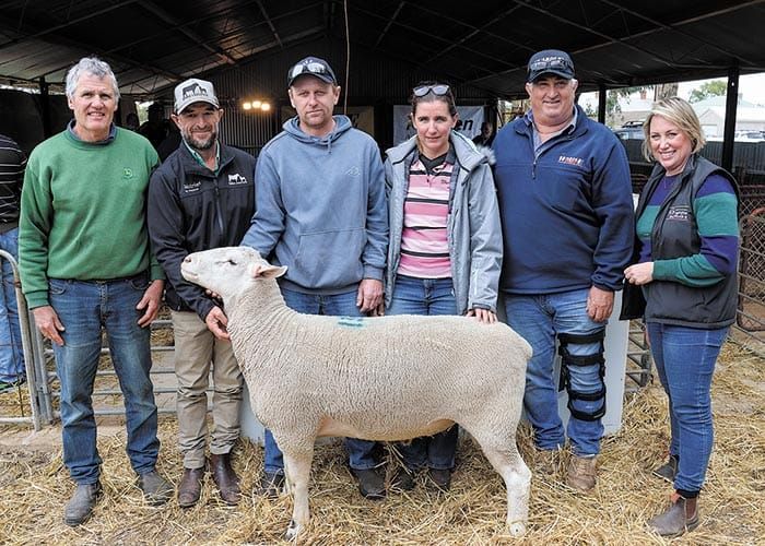 Jandebrey achieves best ram price and record sales results post image