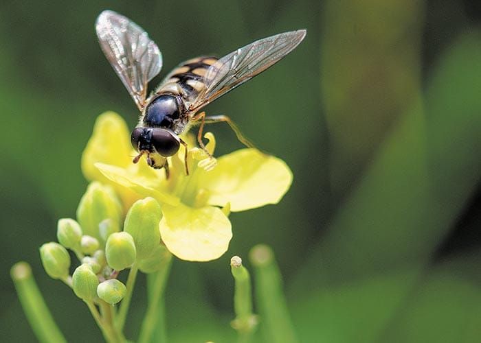Toxicity guide helps beneficial insects post image