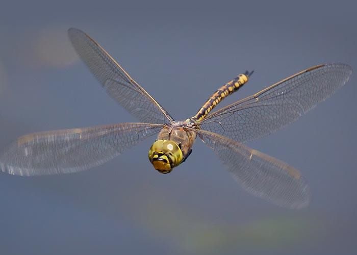Winged warriors combat mozzies post image