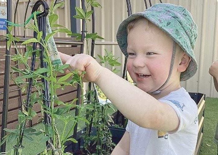 Pollinator’s Paradise begins at local early learning centre post image