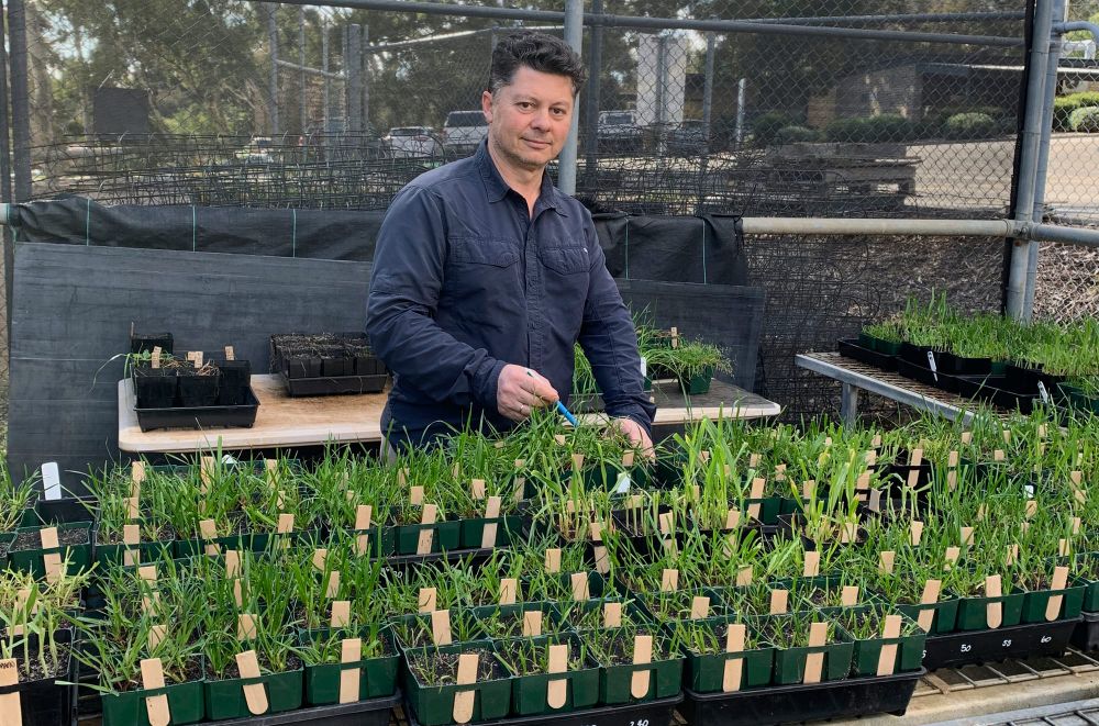 Test for herbicide resistance post image