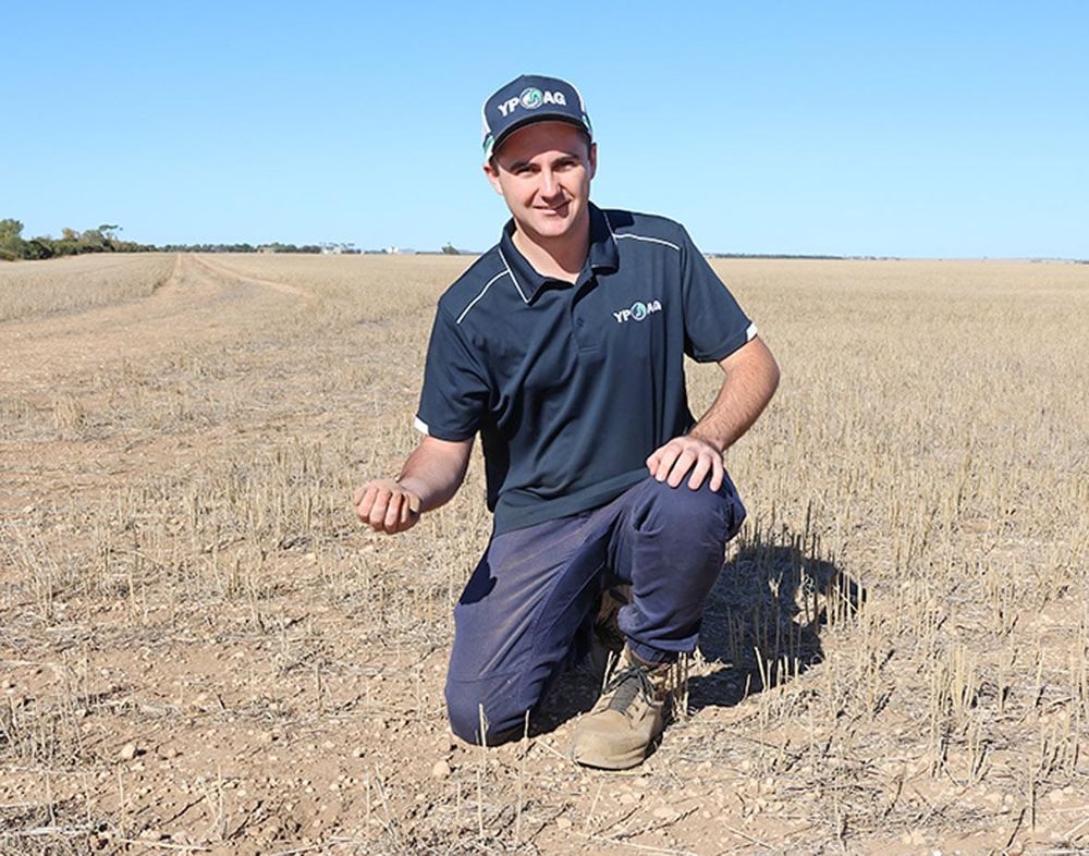 Sowing in the big dry post image