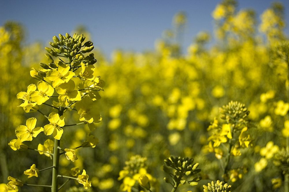 Viterra delivers largest canola export program post image