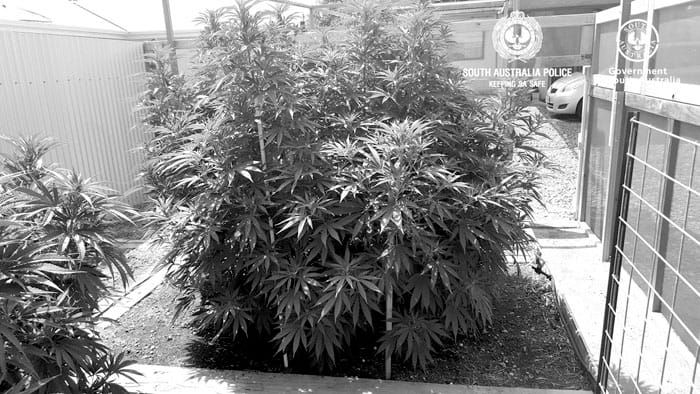 Man reported after police locate cannabis post image